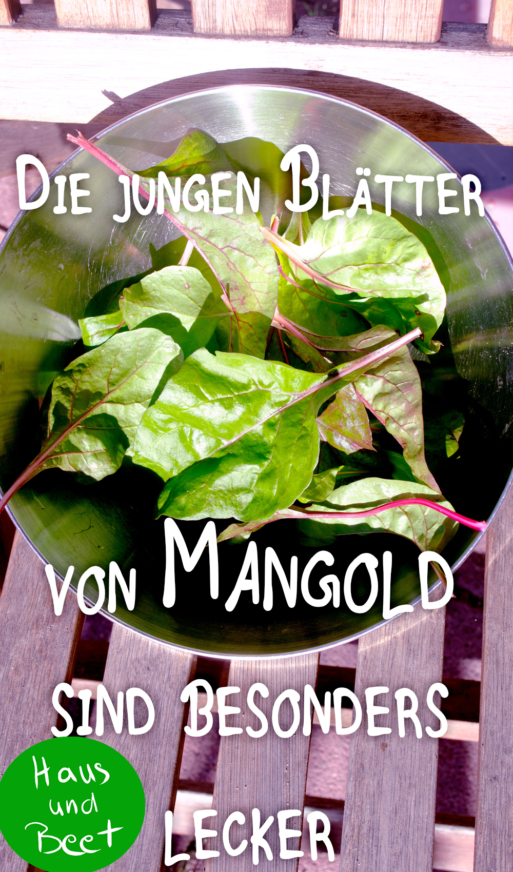 Mangold junge Blätter