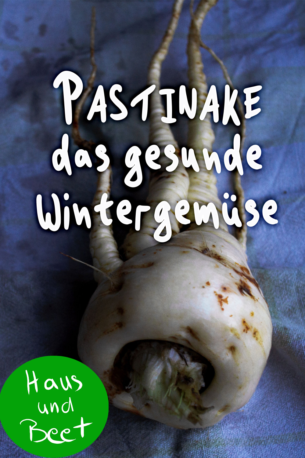 Pastinake Wintergemüse