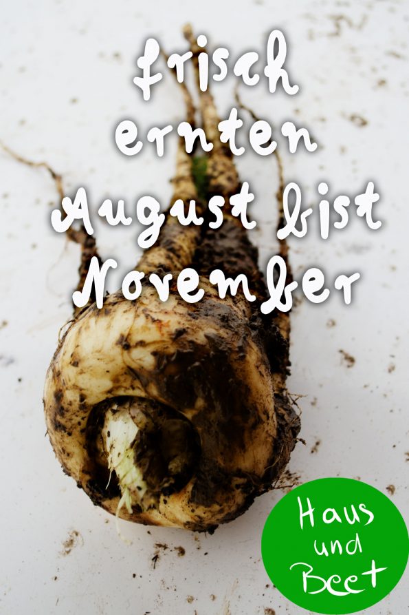 Pastinake Ernte