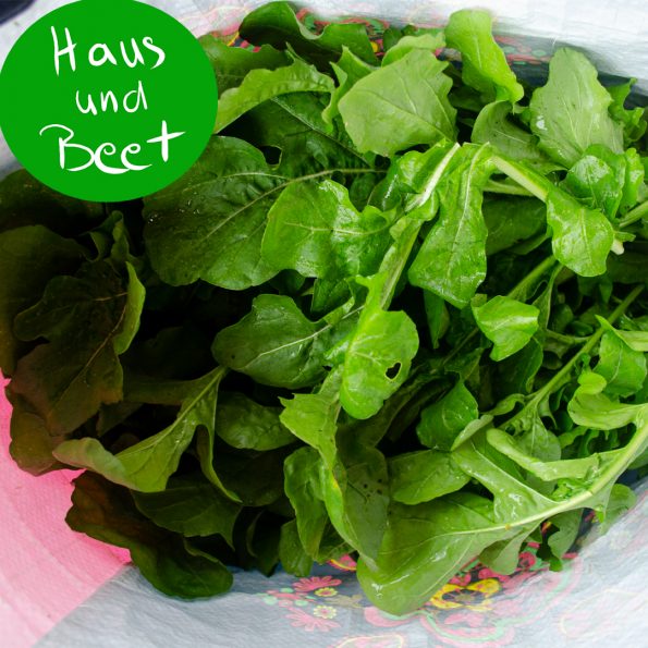 Rucola frisch geerntet