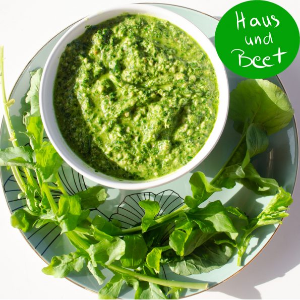 Rucola Pesto