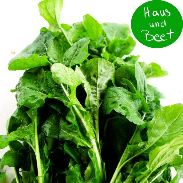 Rucola Blätter