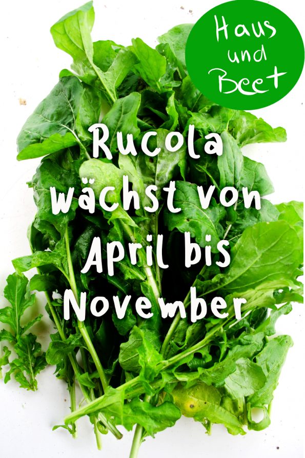 Rucola Pesto