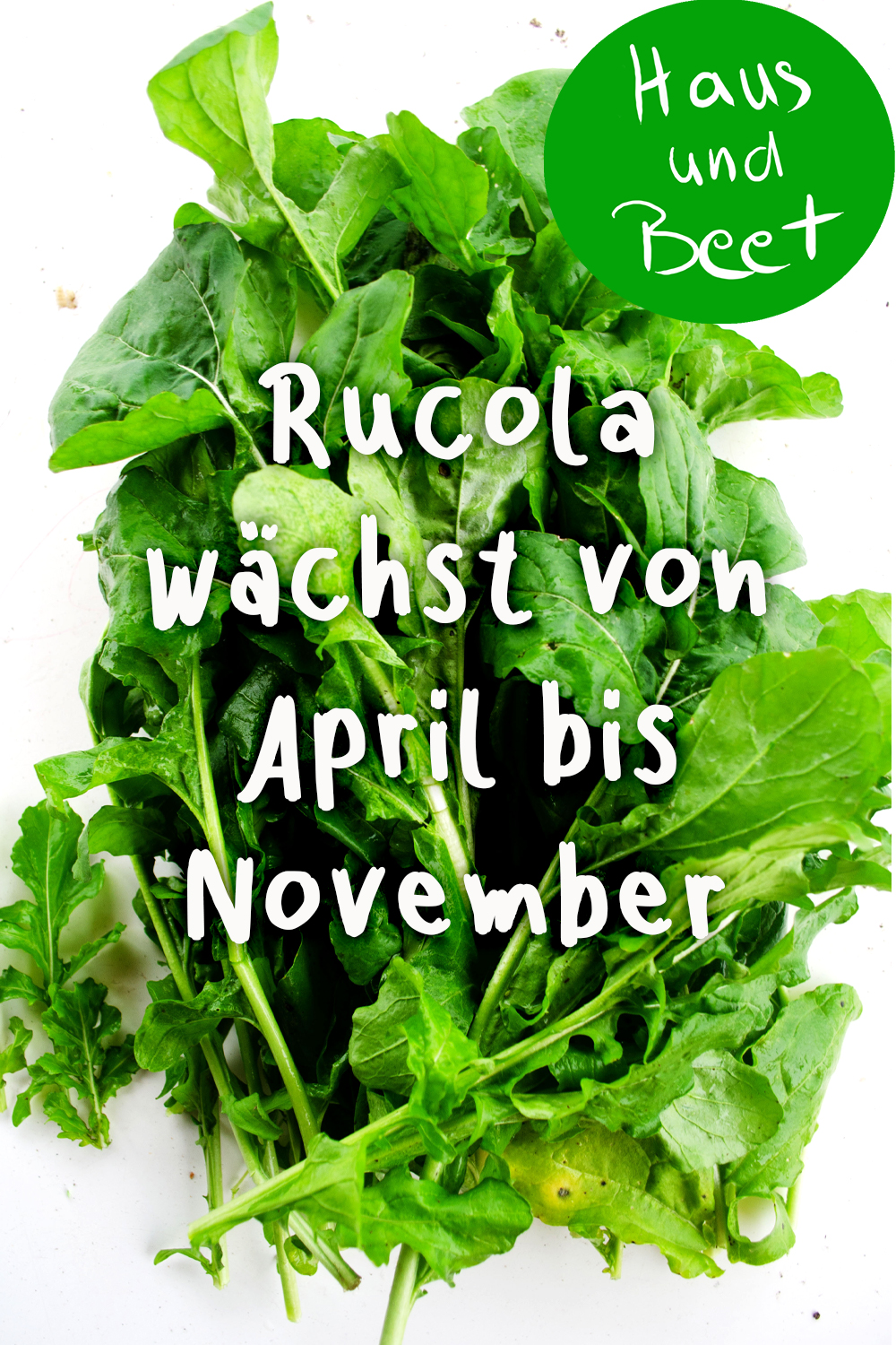 Rucola Pesto