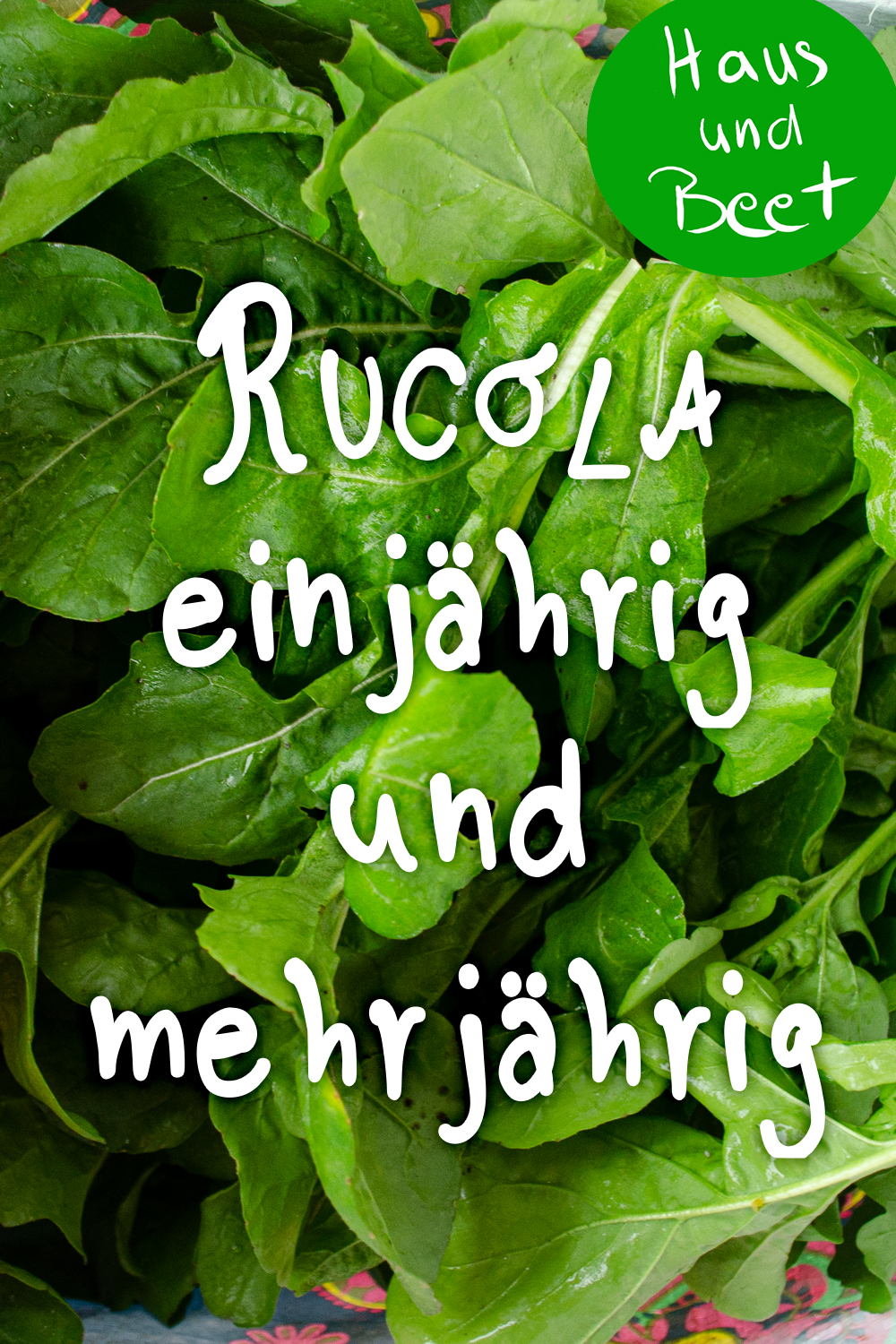 Rucola einjährig und mehrjährig