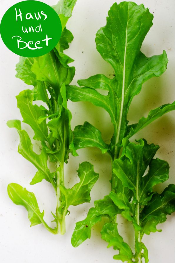 Rucola Blätter