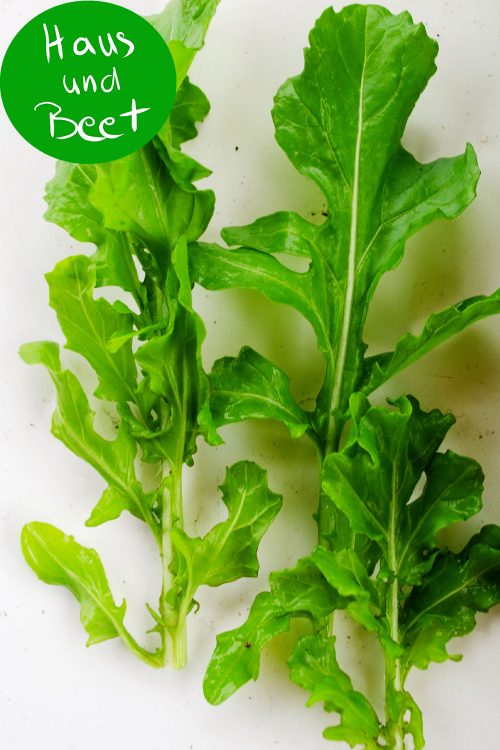 Rucola Blätter