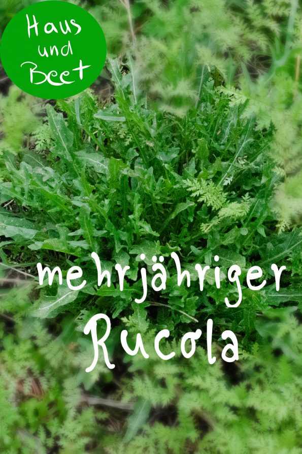 Rucola mehrjährig