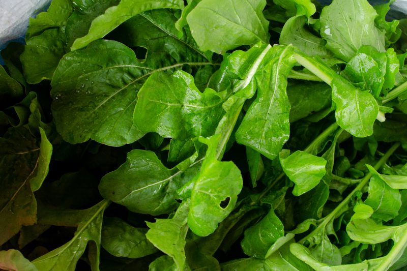 Rucola