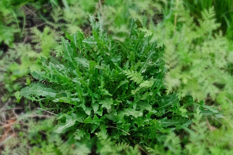 Rucola Der Salat, der fast das ganze Jahr lang wächst Haus und Beet