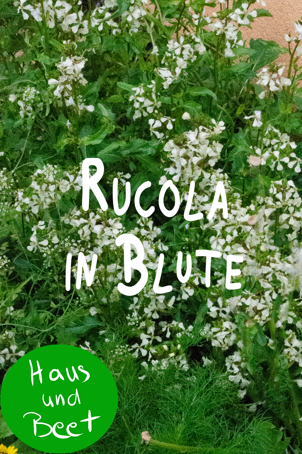 Rucola in Bluete