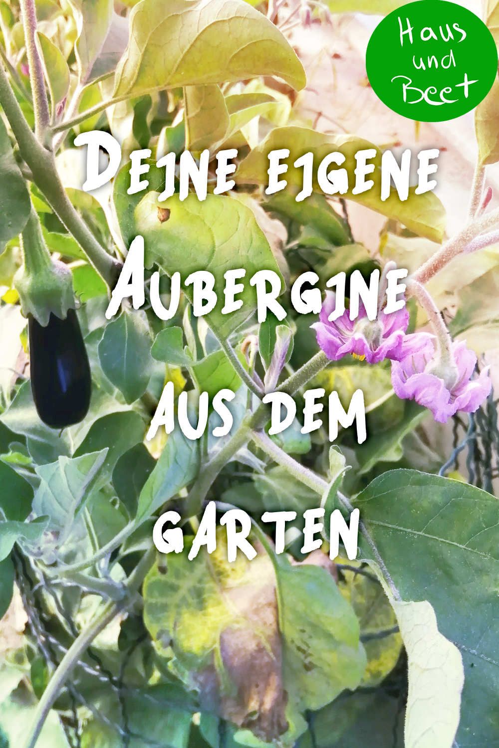 Aubergine