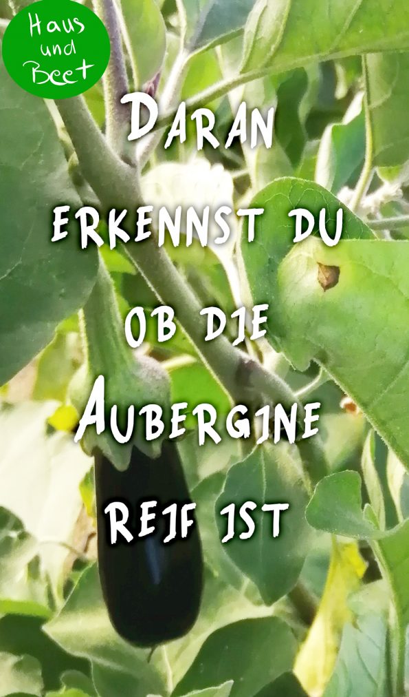 Aubergine anbauen reif