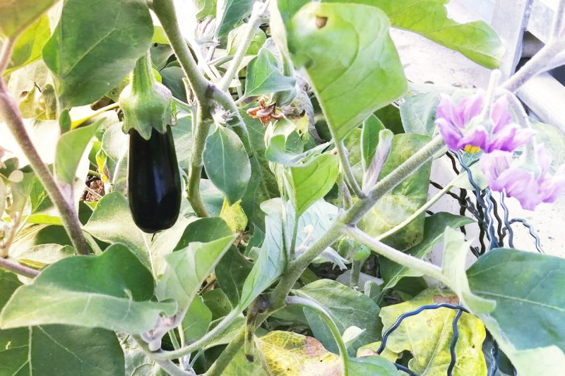 Aubergine