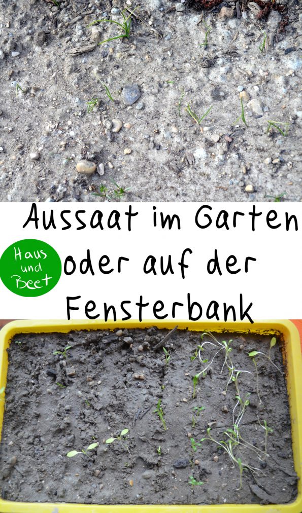 Aussaat im Garten und Fensterbank