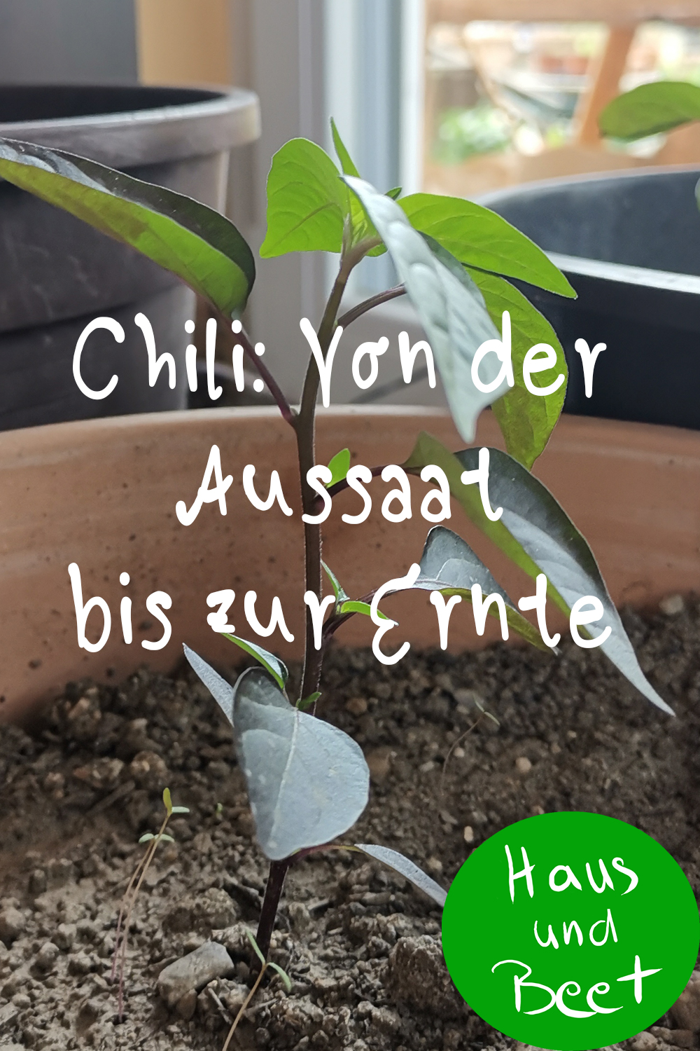 Chili pflanzen: Von der Aussaat bis zur Ernte