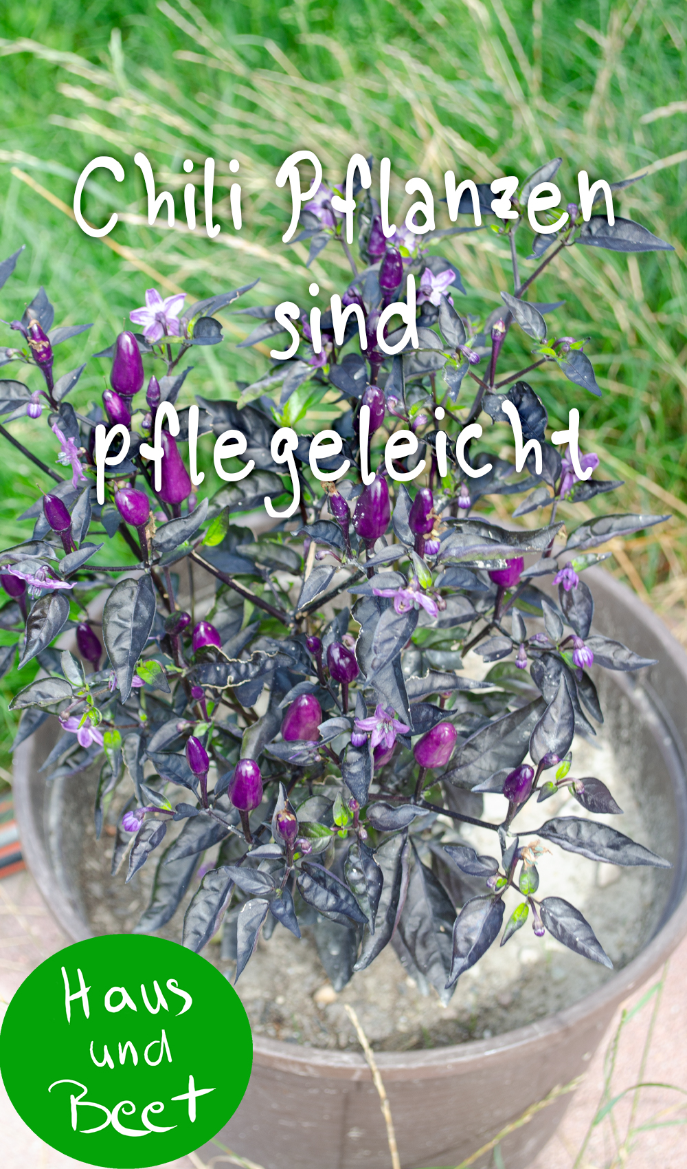 Chili pflanzen Schritt für Schritt