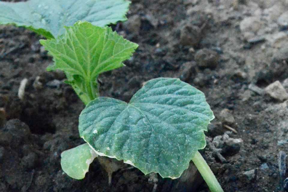 Gurke Gemuse Aus Deinem Garten Und Balkon Haus Und Beet