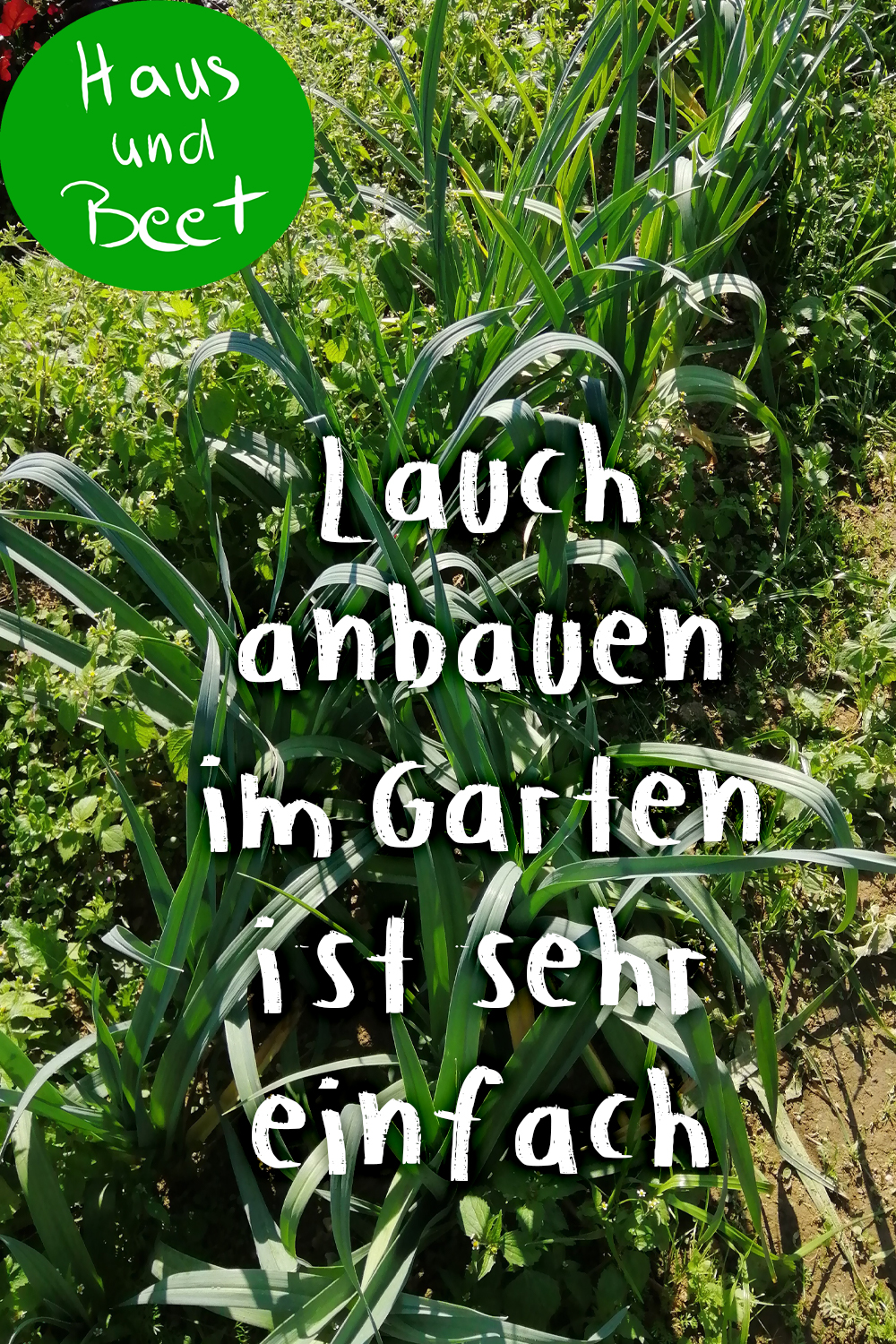 Lauch im Garten pflanzen