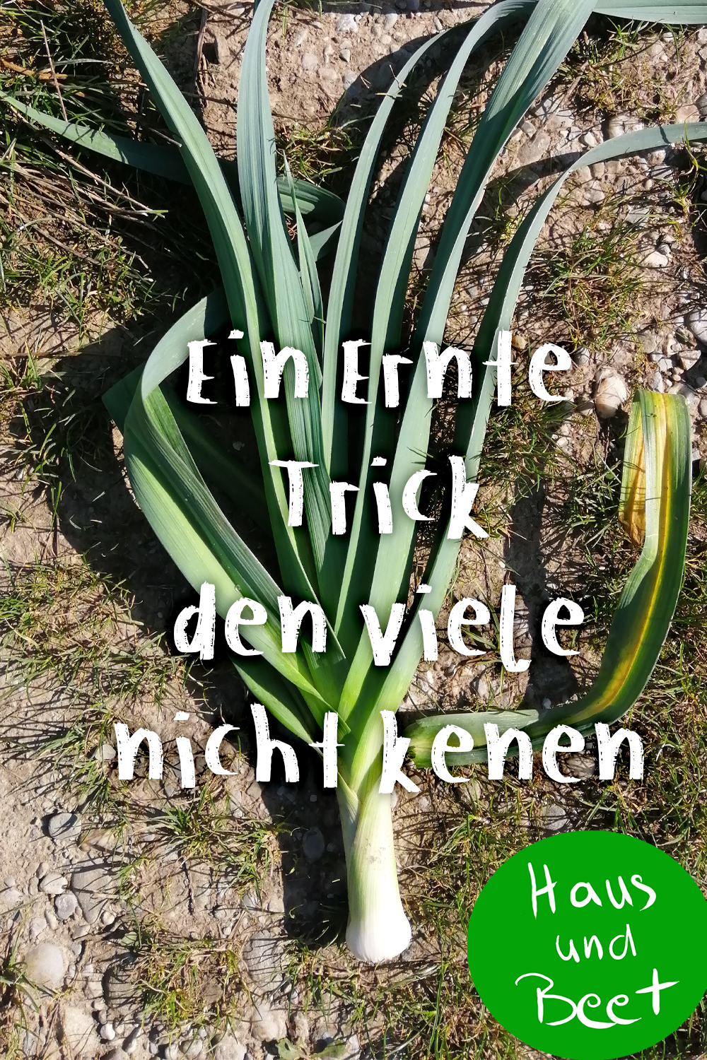 Lauch ernten