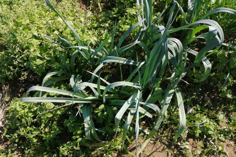 Lauch im Garten