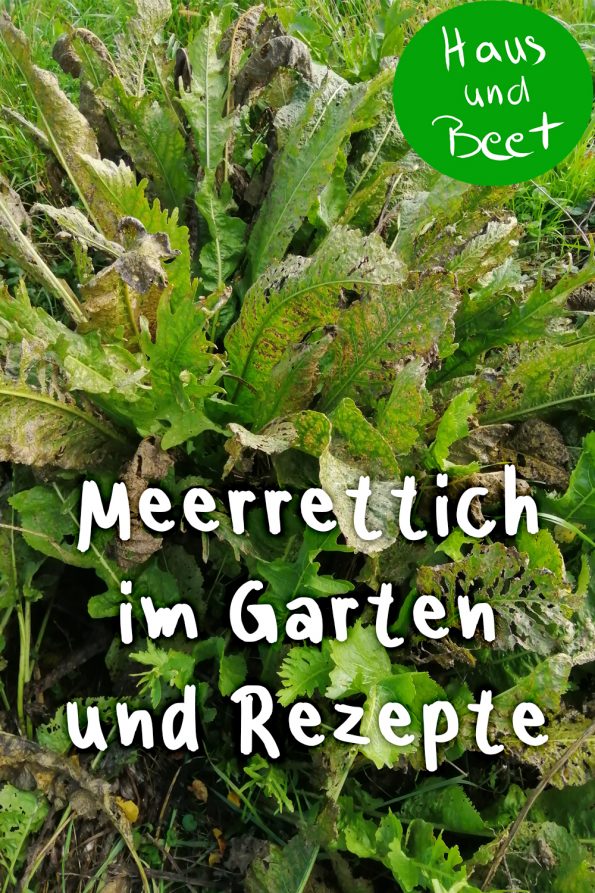 Meerrettich pflanzen