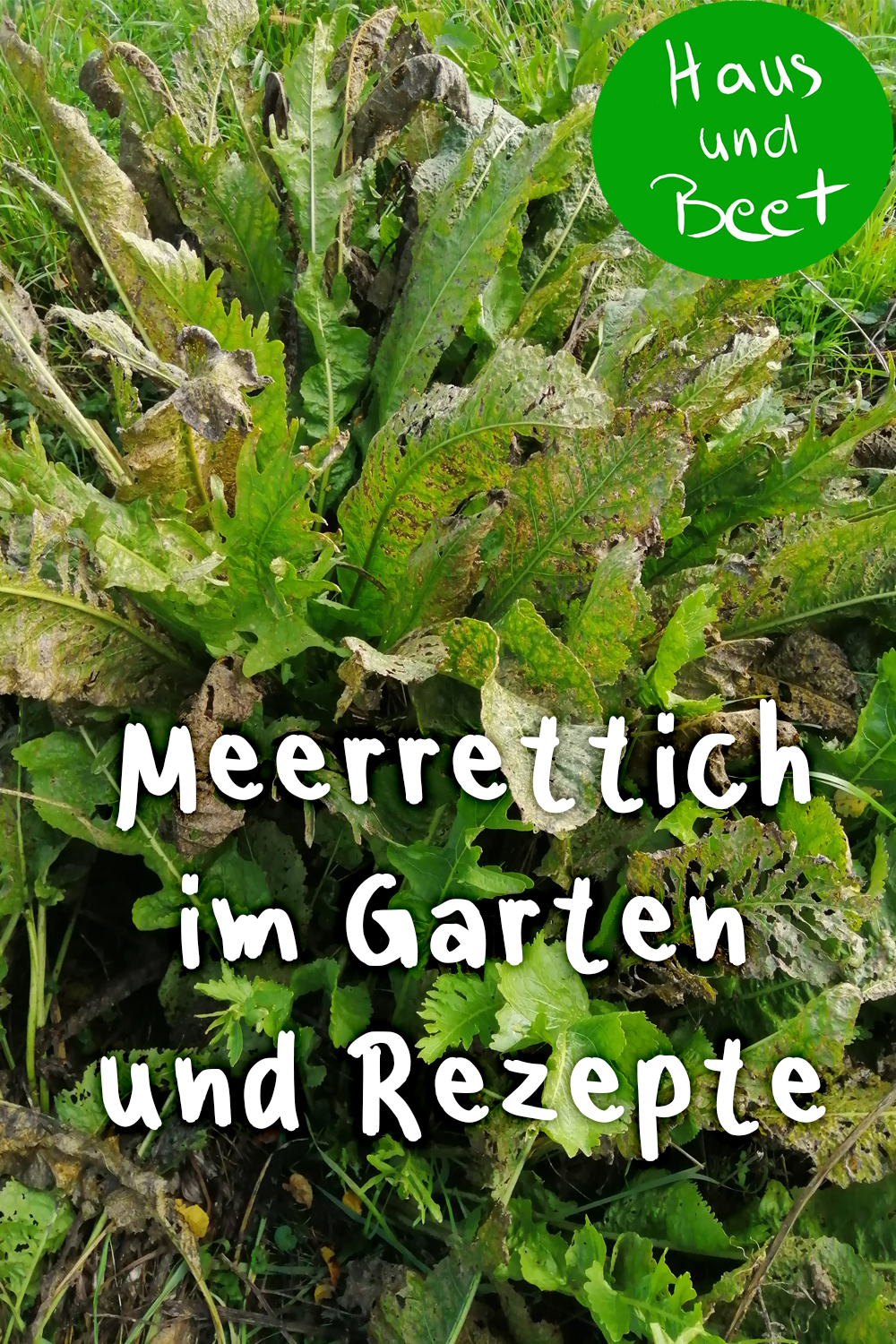 Meerrettich pflanzen