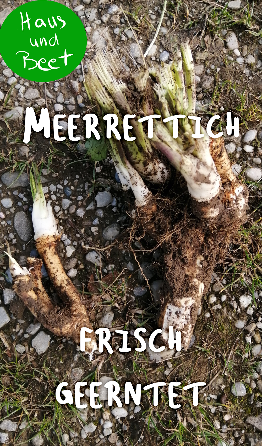 Meerrettich Wurzel frisch geerntet