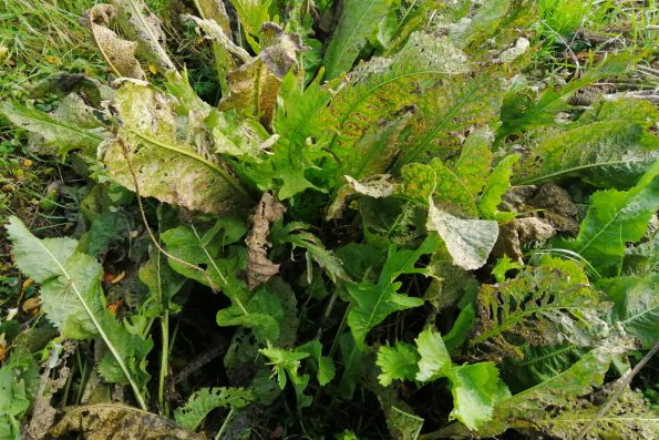 Meerrettich im Garten