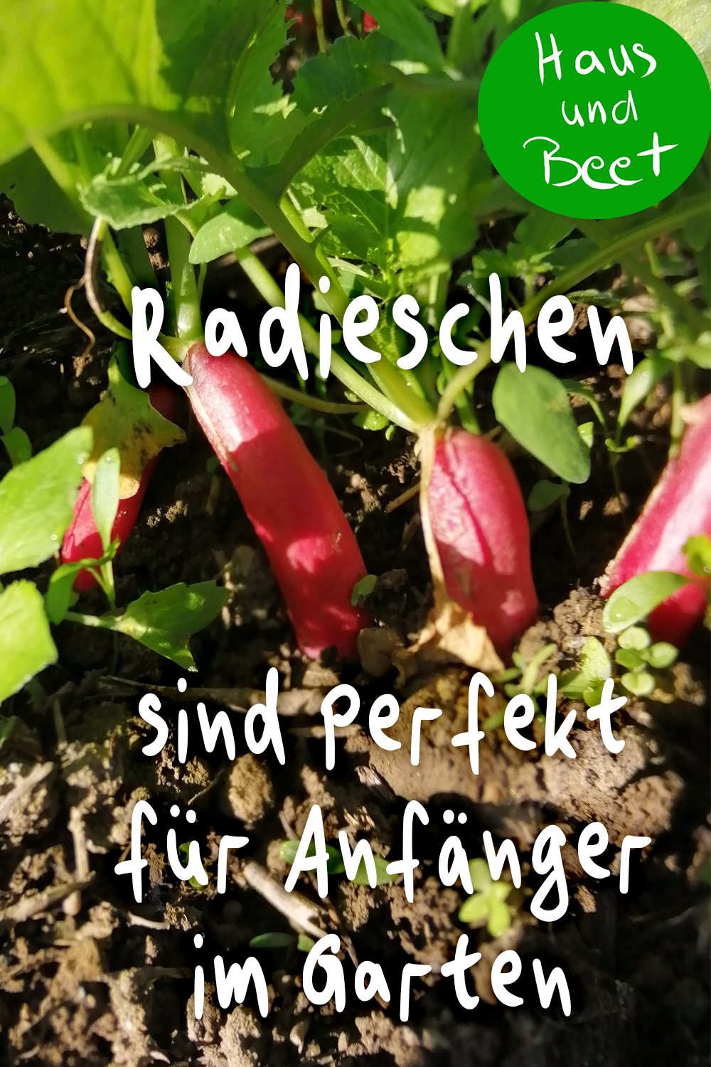 Radieschen anbauen in Garten und Balkon