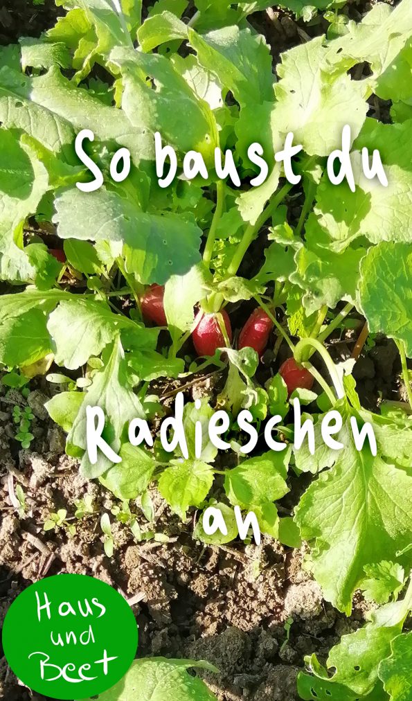 Radieschen anbauen
