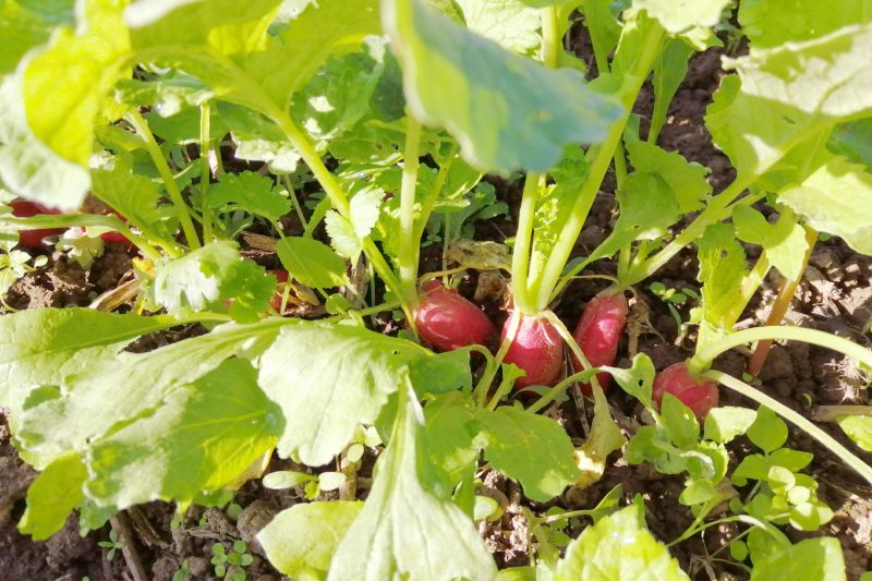 Radieschen im Beet