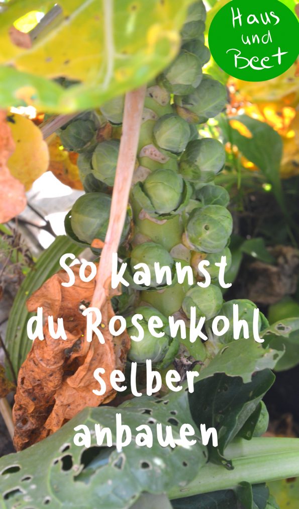 Rosenkohl anbauen