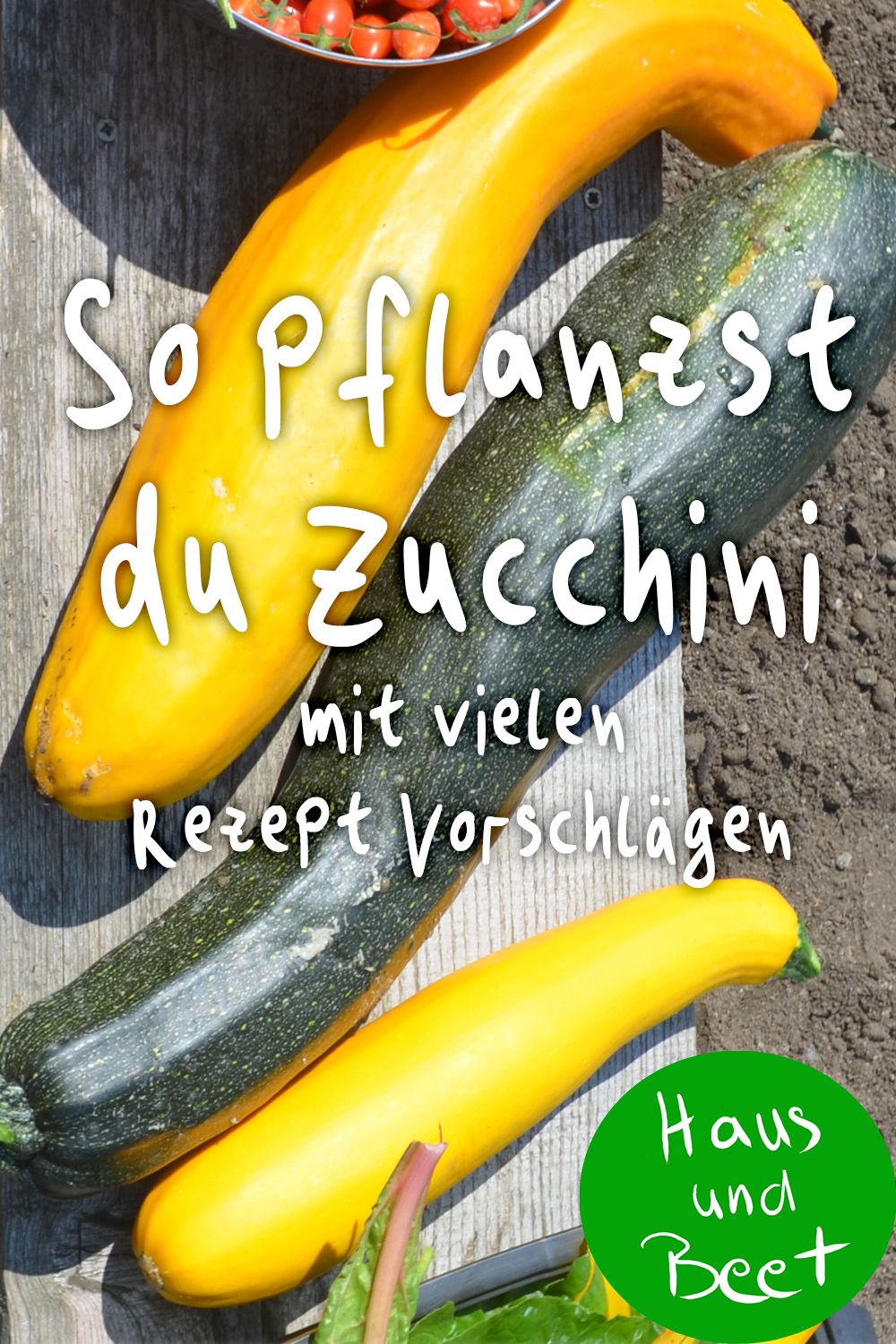 Zucchini pflanzen im Garten