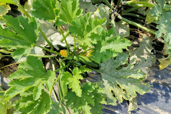 Zucchini Pflanze