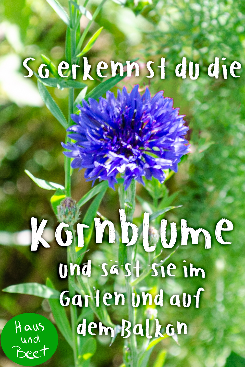 Kornblume in Garten und Balkon