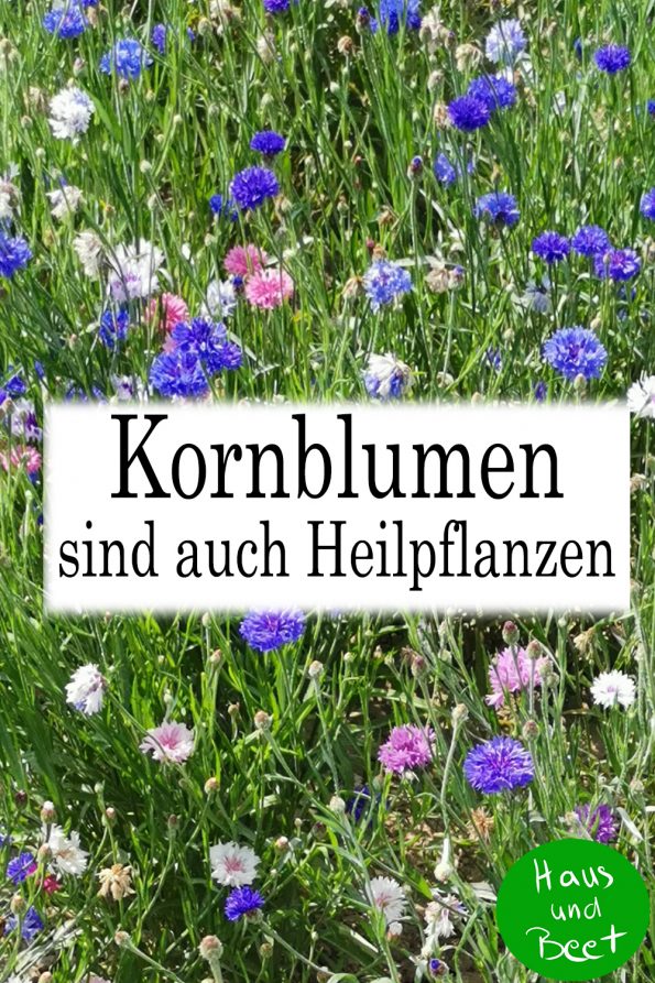 Kornblumen Heilwirkung Heilpflanze