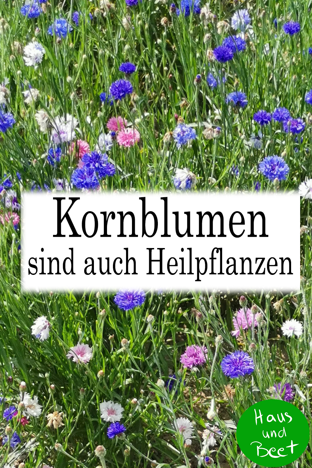 Kornblumen Heilwirkung Heilpflanze