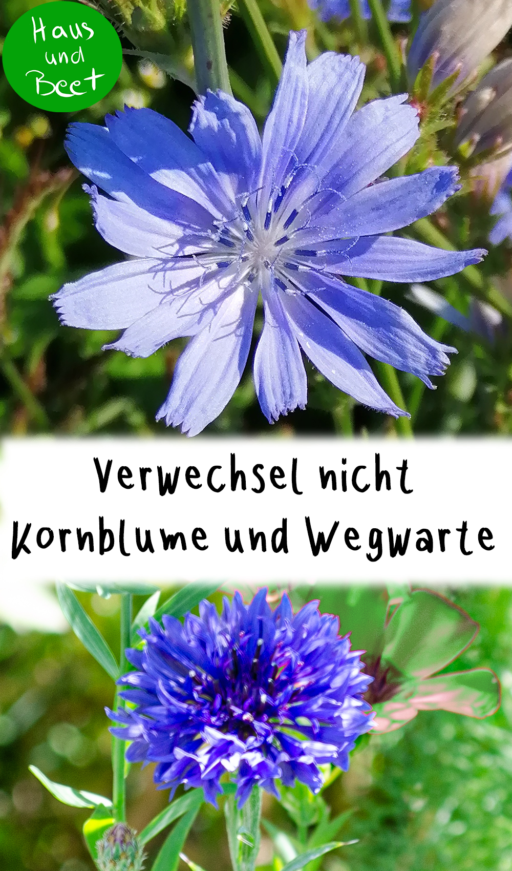 Kornblume Verwechslungsgefahr Wegwarte