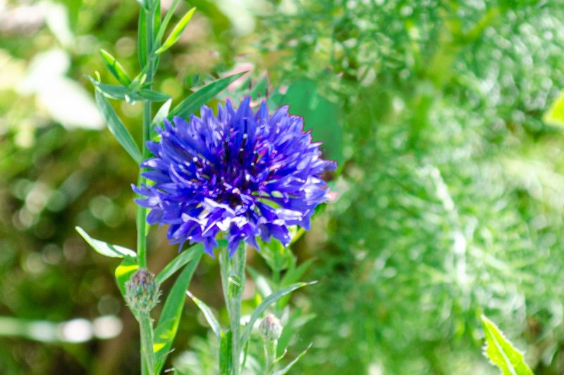 Kornblume