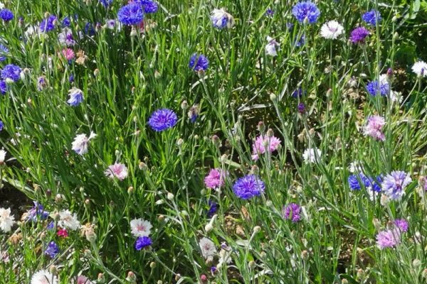 Kornblume Blüten Farben