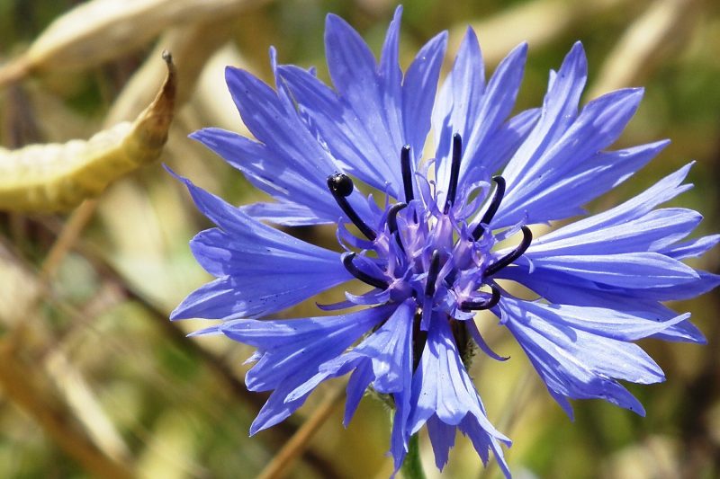 Kornblume