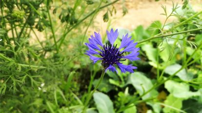 Haus und Beet - Das nachhaltige Online Magazin