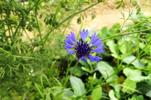 Kornblume