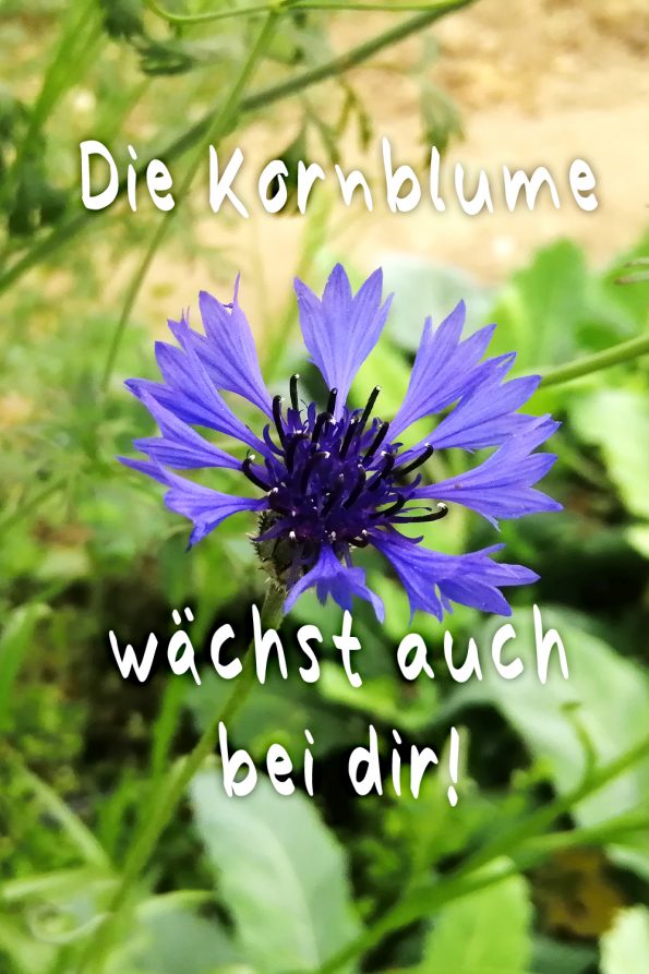 Kornblume