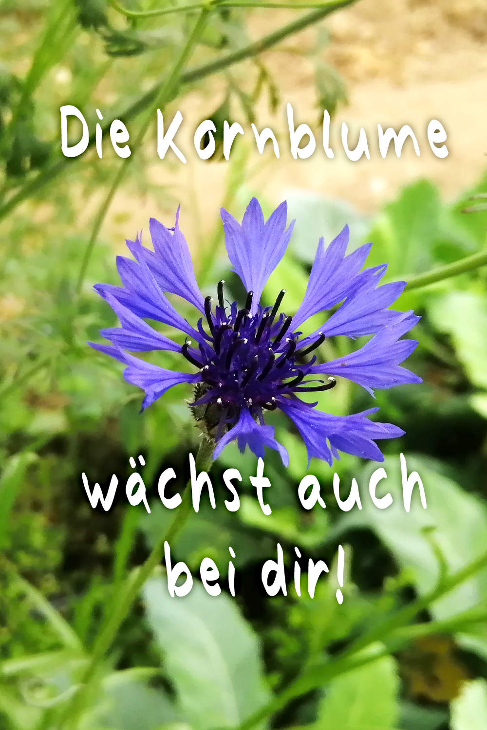 Kornblume